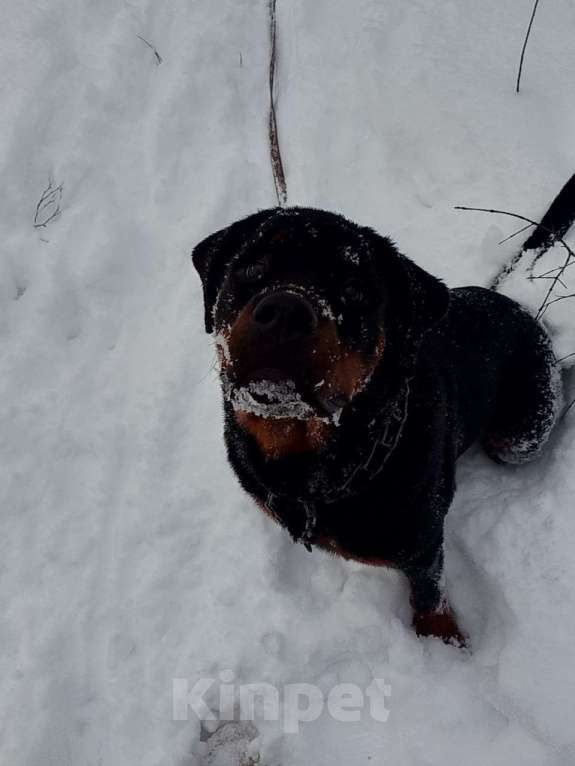 Собаки в Курске: Подросток ротвейлера Девочка, Бесплатно - фото 1