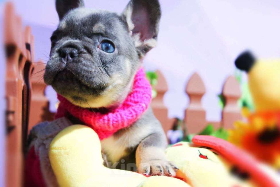 Собаки в Москве: Афина Девочка, 80 000 руб. - фото 2