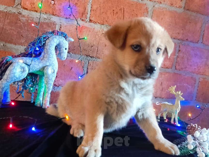 Собаки в других городах Краснодарского края: Щенок от Акита-Ину Мальчик, Бесплатно - фото 1