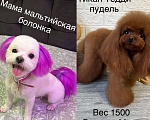 Собаки в Москве: Мини мальчик мальтипу ф1 Мальчик, 110 000 руб. - фото 5