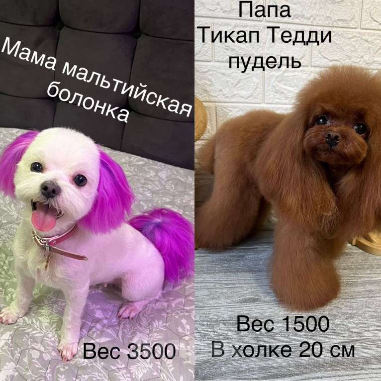 Собаки в Москве: Мини мальчик мальтипу ф1 Мальчик, 110 000 руб. - фото 5