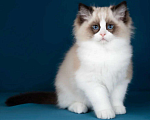Кошки в Москве: Рэгдолл котята  Мальчик, 200 000 руб. - фото 4