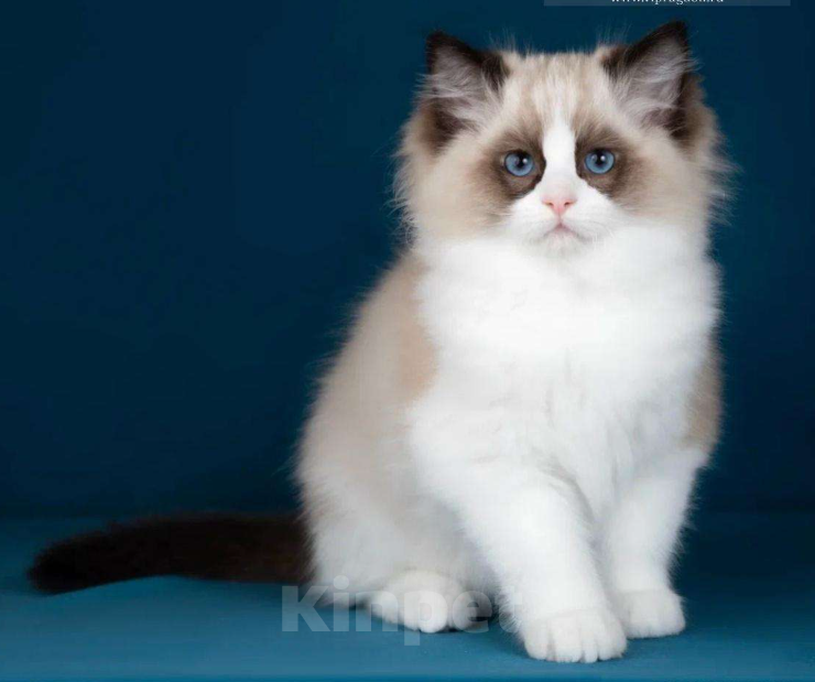 Кошки в Москве: Рэгдолл котята  Мальчик, 200 000 руб. - фото 4