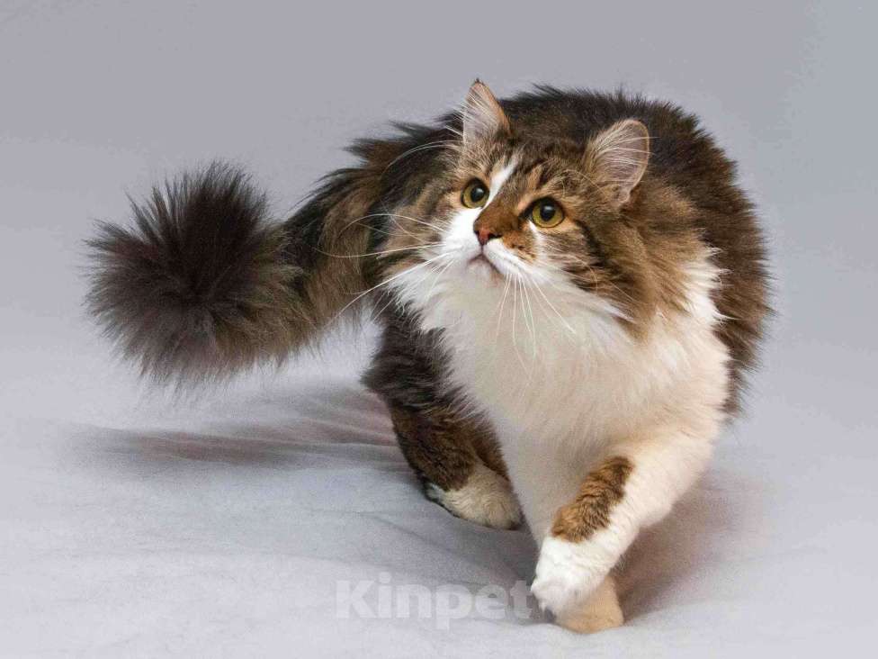 Кошки в Москве: Нежный ласковый котик Симон в добрые руки Мальчик, Бесплатно - фото 8