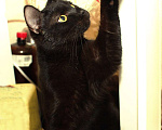 Кошки в Москве: Черный особенный ласковый котик Мальчик, Бесплатно - фото 4