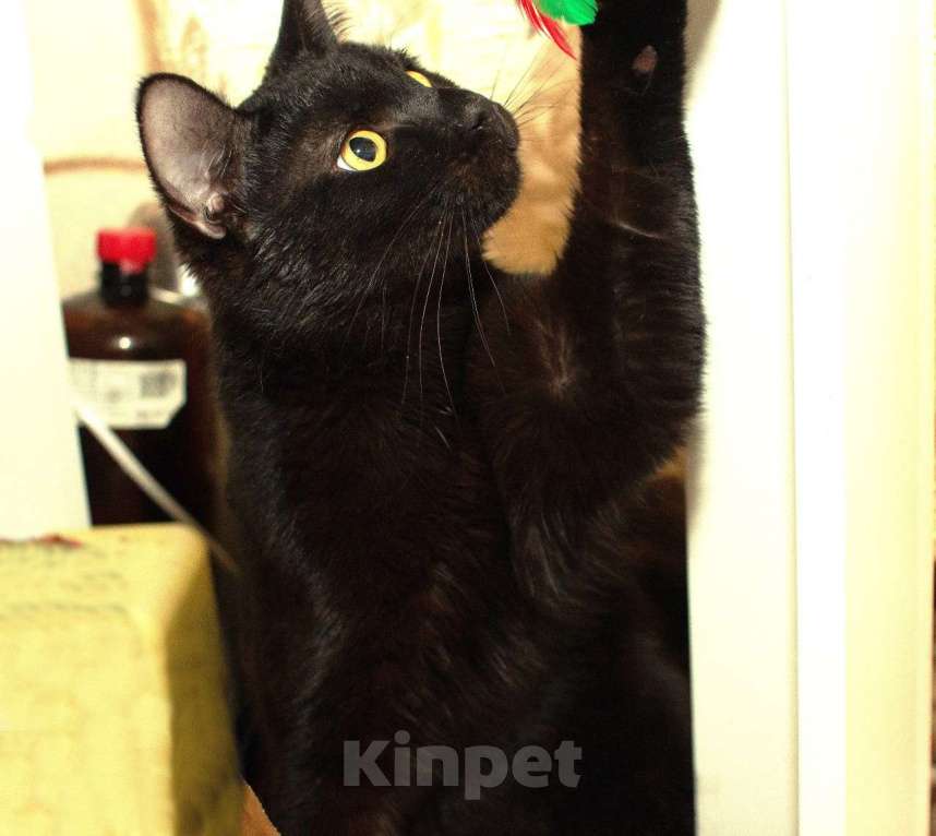 Кошки в Москве: Черный особенный ласковый котик Мальчик, Бесплатно - фото 4