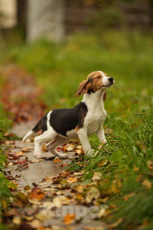 Собаки в других городах Московской области: Щенки Эстонцы РКФ Мальчик, 25 000 руб. - фото 5