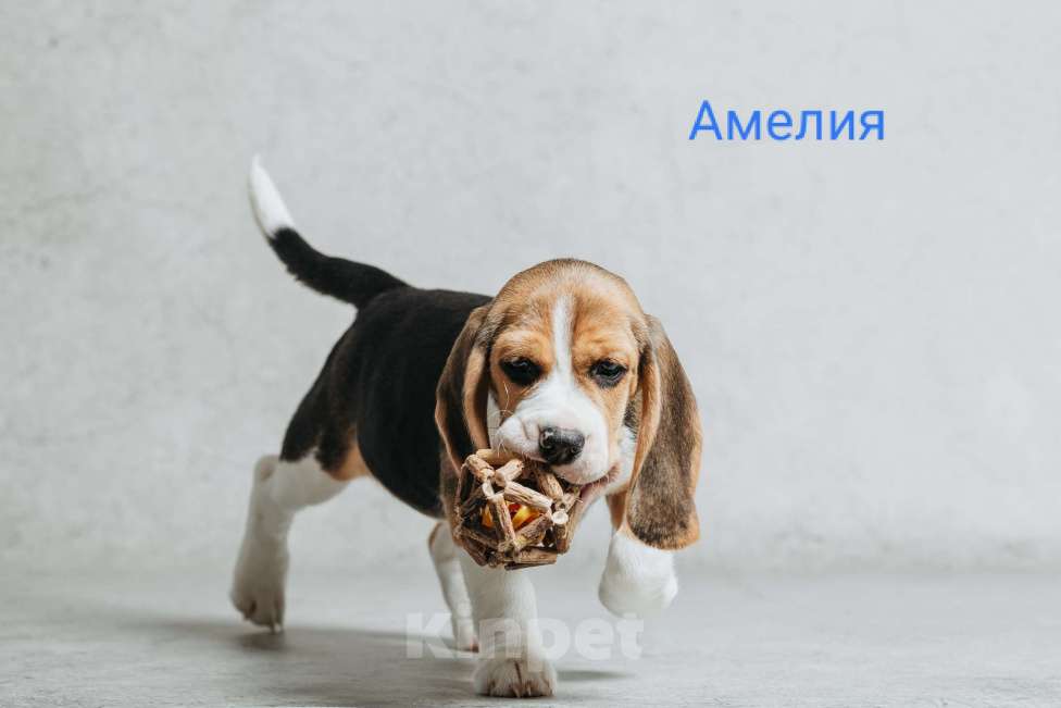 Собаки в Санкт-Петербурге: Высокопородный щенок бигля  Девочка, 50 000 руб. - фото 2