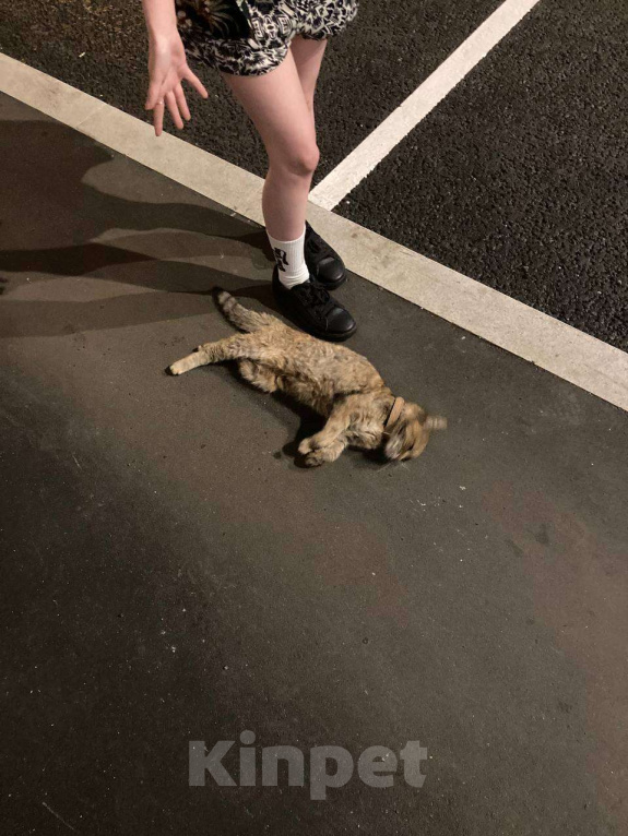 Кошки в Москве: Мася Девочка, Бесплатно - фото 5