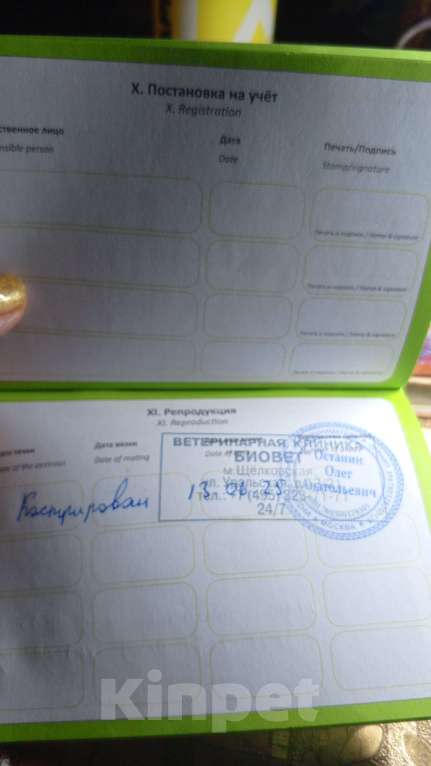 Кошки в Москве: Базиллио Мальчик, Бесплатно - фото 10