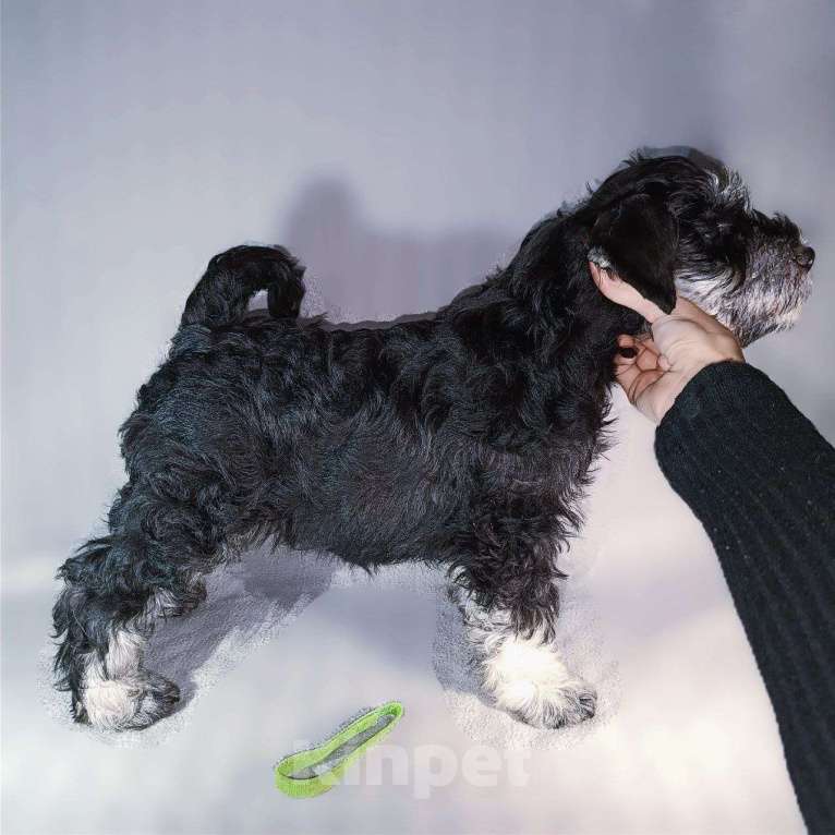 Собаки в Нижнем Новгороде: Цвергшнауцер Мальчик, 55 000 руб. - фото 3