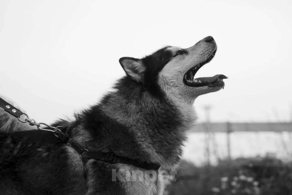 Собаки в Москве: Харизматичный хаски по имени Борис ищет своего человека! Мальчик, Бесплатно - фото 6