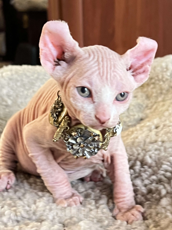 Кошки в Москве: Букет  Мальчик, 40 000 руб. - фото 2