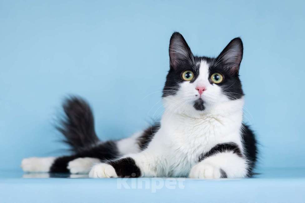 Кошки в Москве: Кошечка Ника в добрые руки Девочка, Бесплатно - фото 4