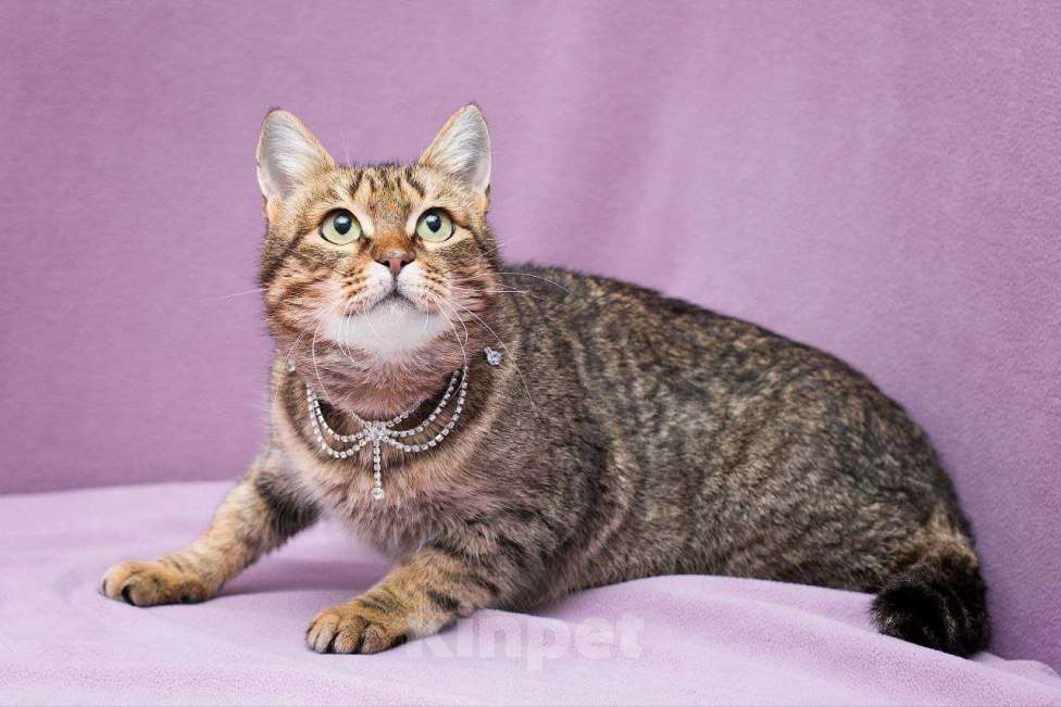 Кошки в Москве: Самая грустная кошка приюта..  Девочка, Бесплатно - фото 2