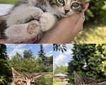Кошки в других городах Московской области: Котенок в добрые руки Мальчик, Бесплатно - фото 2