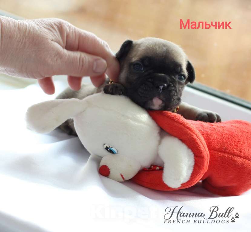 Собаки в Москве: Щенки французского бульдога от чемпионов Разнополые, 30 000 руб. - фото 7