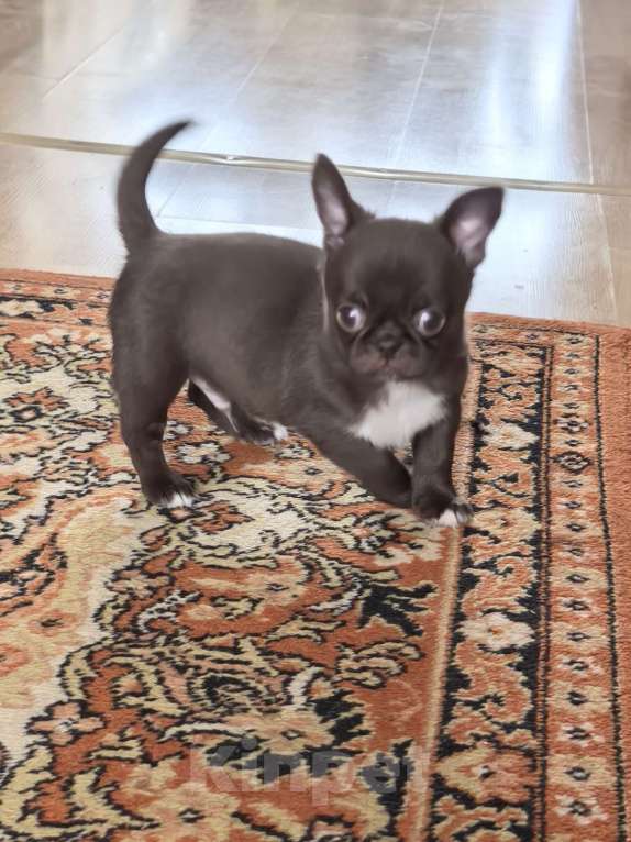 Собаки в Барнауле: Продается мальчик чихуахуа РКФ Мальчик, 70 000 руб. - фото 2