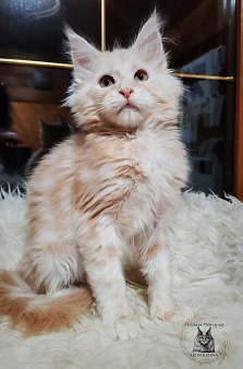 Котик красное серебро