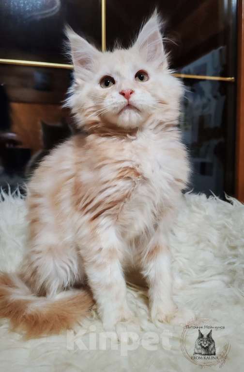 Кошки в Санкт-Петербурге: Котик красное серебро Мальчик, 30 000 руб. - фото 1