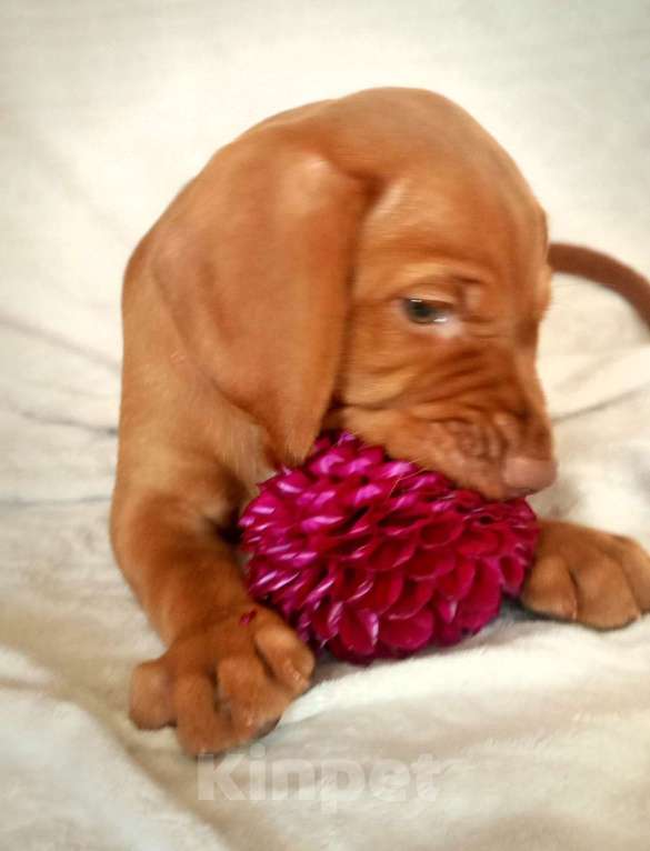 Собаки в Нижнем Новгороде: Выжла-девочка Девочка, 70 000 руб. - фото 3