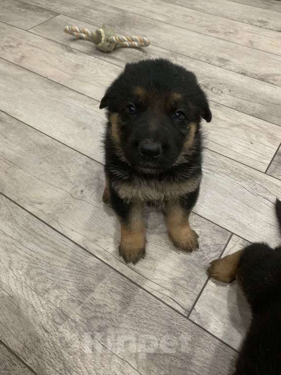 Собаки в других городах Краснодарского края: щенок немецкой овчарки Девочка, 8 000 руб. - фото 5