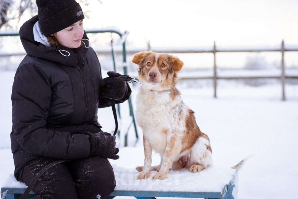 Собаки в Москве: Феня, 1 год, вес 10 кг Девочка, Бесплатно - фото 2