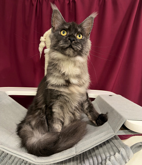 Котенок Мейнкун