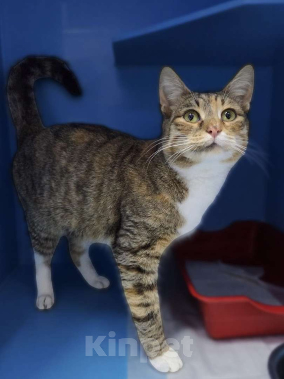 Кошки в Москве: Дорожное происшествие  Девочка, Бесплатно - фото 1