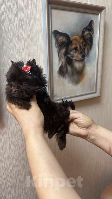 Собаки в Москве: Шоколадный Йорк мальчик Мальчик, 35 000 руб. - фото 2