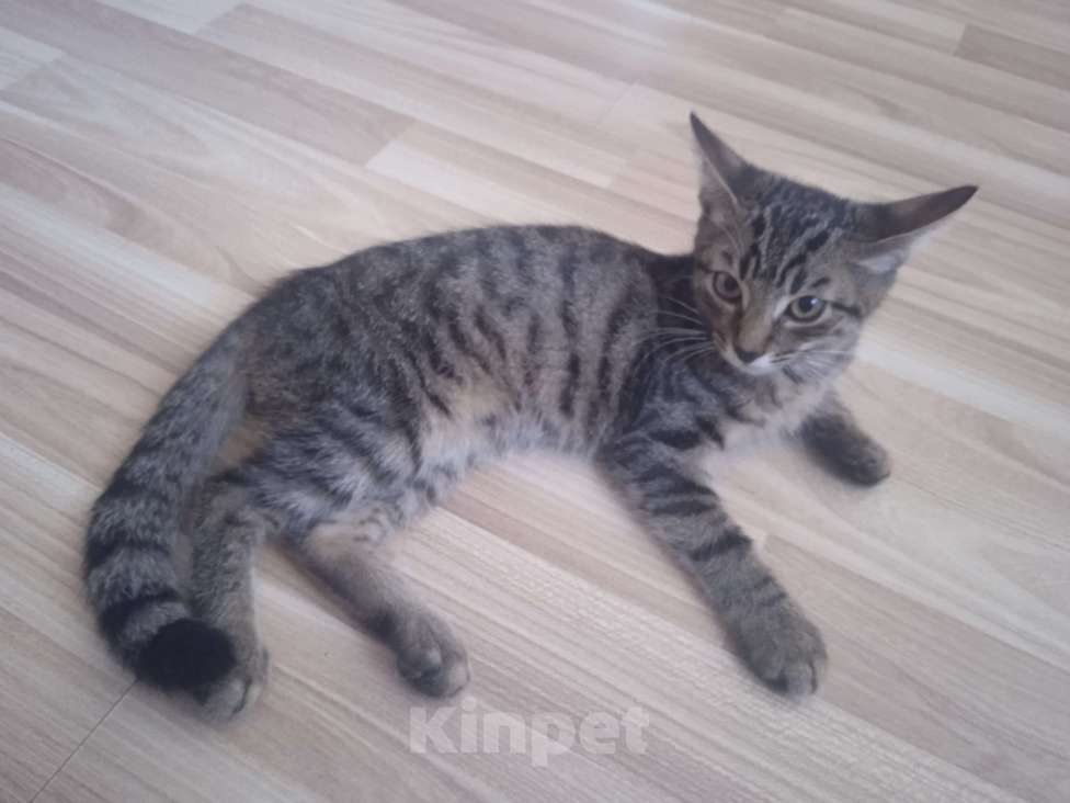 Кошки в Сочи: Мурзик Мальчик, Бесплатно - фото 1