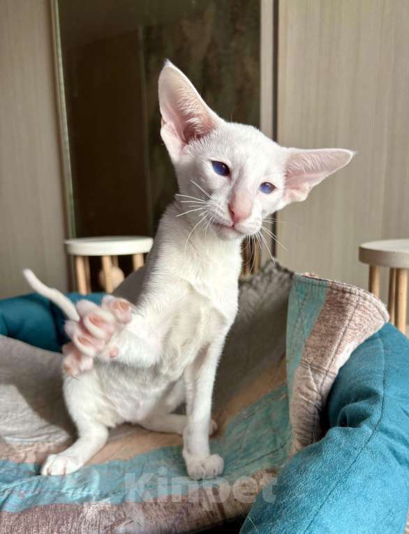 Кошки в Казани: Ориентальная кошечка Девочка, Бесплатно - фото 4