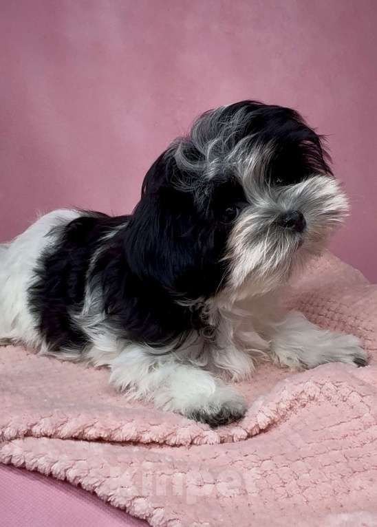 Собаки в Москве: Мальтипушка- девочка минюшка. Девочка, Бесплатно - фото 1