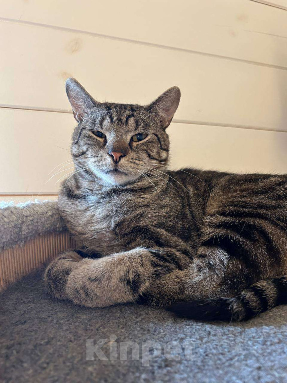 Кошки в Москве: Котик Марс ищет дом Мальчик, Бесплатно - фото 3