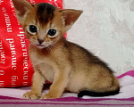 Кошки в Колпашево: Абиссинские котята, 40 000 руб. - фото 1