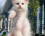 Кошки в Домодедово: Котята мейнкун , 50 000 руб. - фото 3