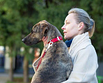 Собаки в Москве: Молодая алано эспаньол Алана в добрые руки Девочка, 1 руб. - фото 2