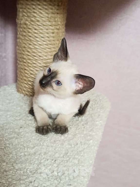 Кошки в Екатеринбурге: Ориентальные котята Разнополые, 20 000 руб. - фото 3