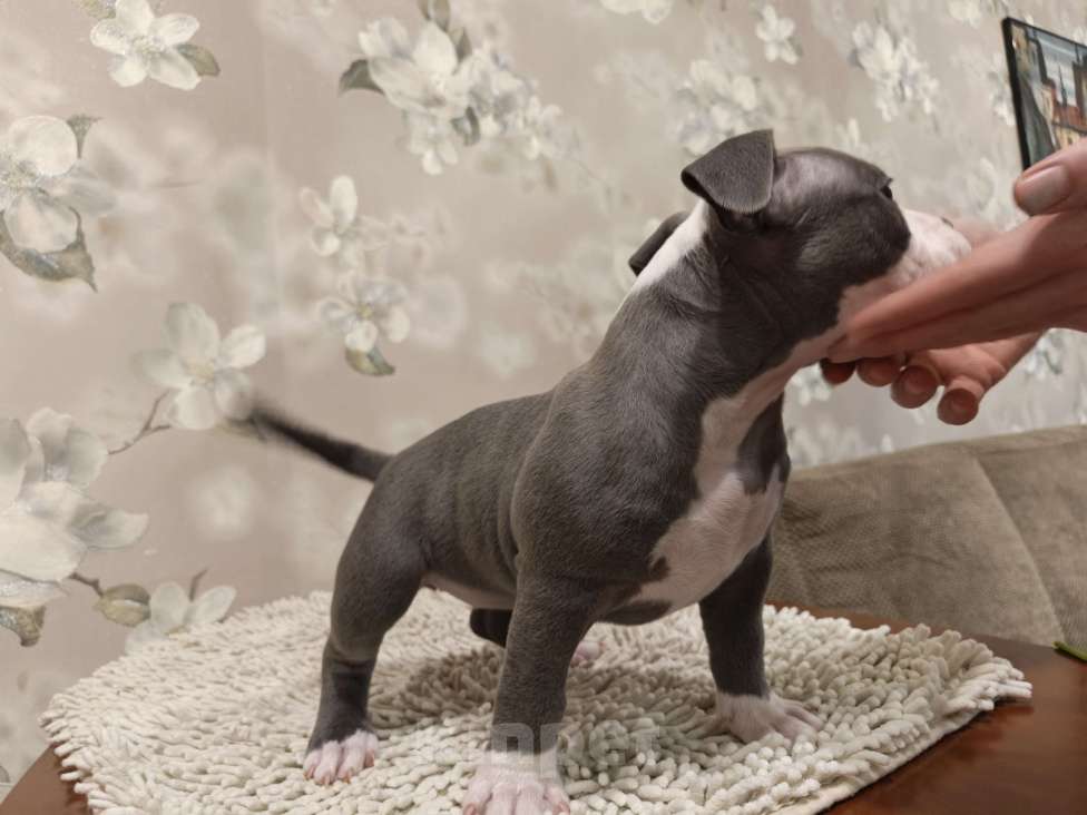 Собаки в Новосибирске: щенки американского булли Разнополые, Бесплатно - фото 6