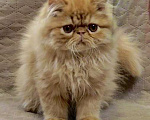 Кошки в Сургуте: Персидские котята  Мальчик, 25 000 руб. - фото 4