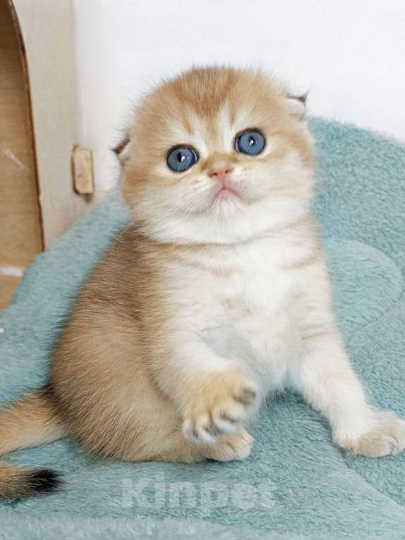 Кошки в Москве: Финкли Девочка, 90 000 руб. - фото 1