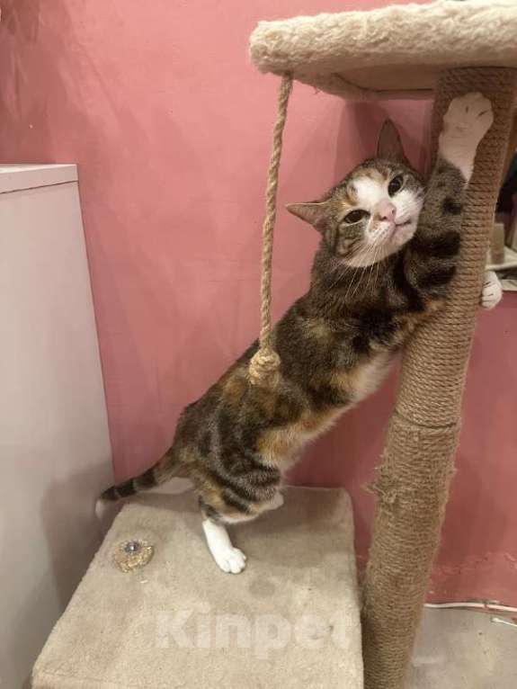 Кошки в Мурином: отдам кошку в добрые руки Девочка, Бесплатно - фото 1