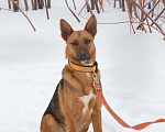 Собаки в Москве: Яркая рыжая лисичка Рани, 11 месяцев Девочка, Бесплатно - фото 1