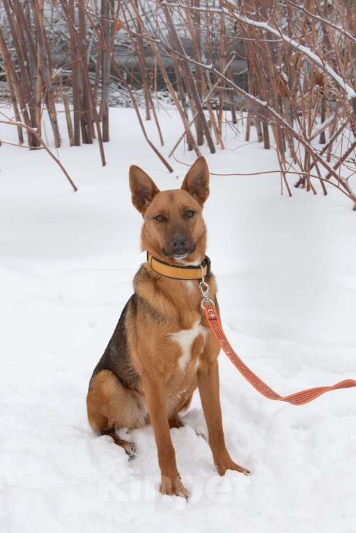Собаки в Москве: Яркая рыжая лисичка Рани, 11 месяцев Девочка, Бесплатно - фото 1