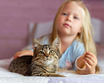 Кошки в Раменском: Котенок Фанта осень хочет домой Девочка, Бесплатно - фото 2
