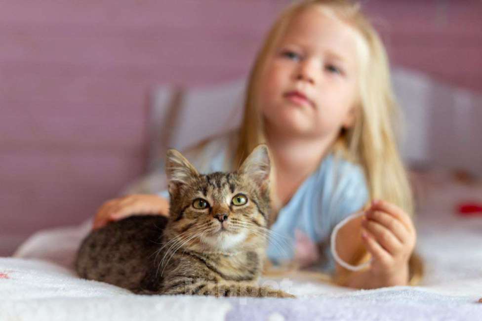 Кошки в Раменском: Котенок Фанта осень хочет домой Девочка, Бесплатно - фото 2