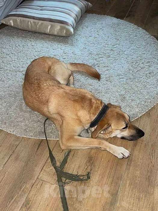 Собаки в Москве: Ваш самый лучший компаньон, домашняя собака Моника в добрые руки Девочка, 10 руб. - фото 6