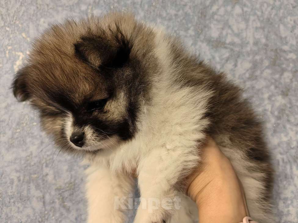 Собаки в Самаре: Немецкий шпиц Девочка, 40 000 руб. - фото 2