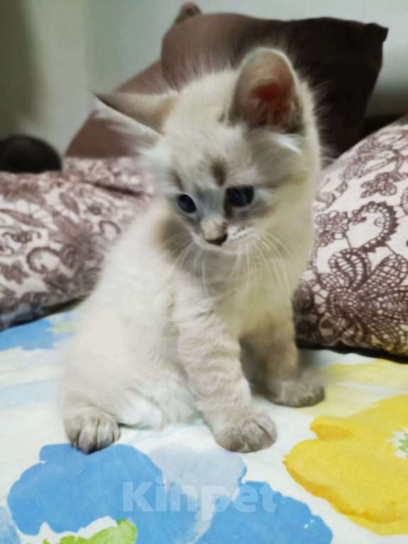 Кошки в других городах Калужской области: Сема(помесь сиамца) Мальчик, Бесплатно - фото 4