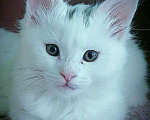 Кошки в Москве: Мейн-кун котёнок Девочка, 14 870 руб. - фото 2